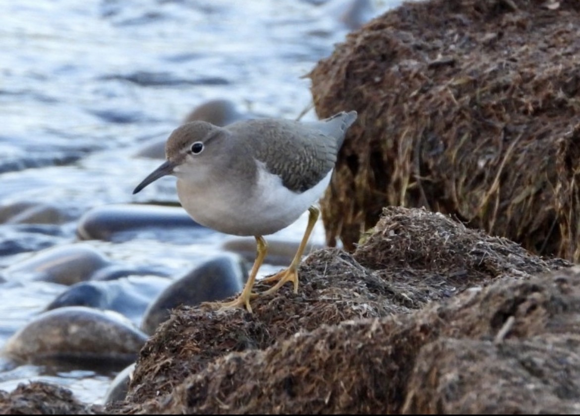 Spotted Sandpiper - ML603210361