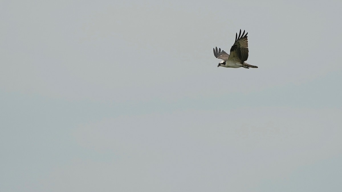 Águila Pescadora - ML603210551