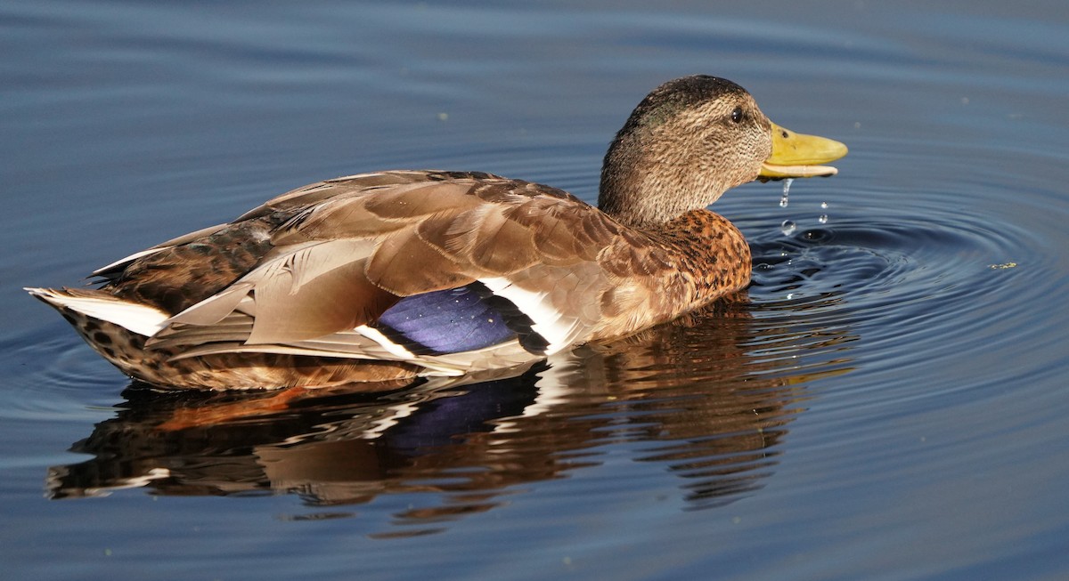 Mallard - Richard Block