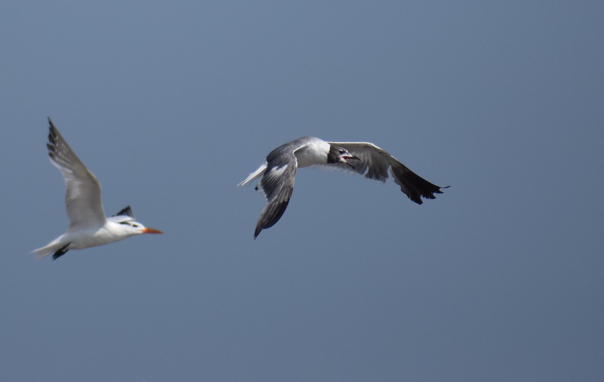 Laughing Gull - ML603215271