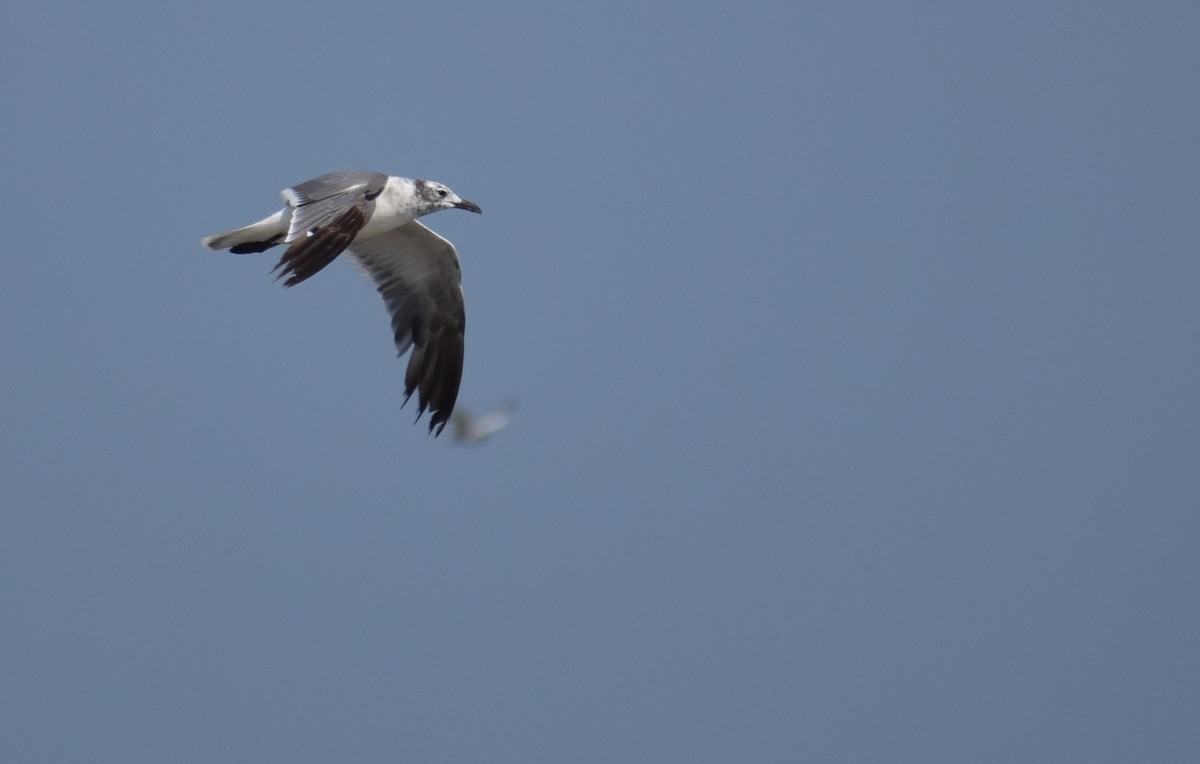 Laughing Gull - ML603215281