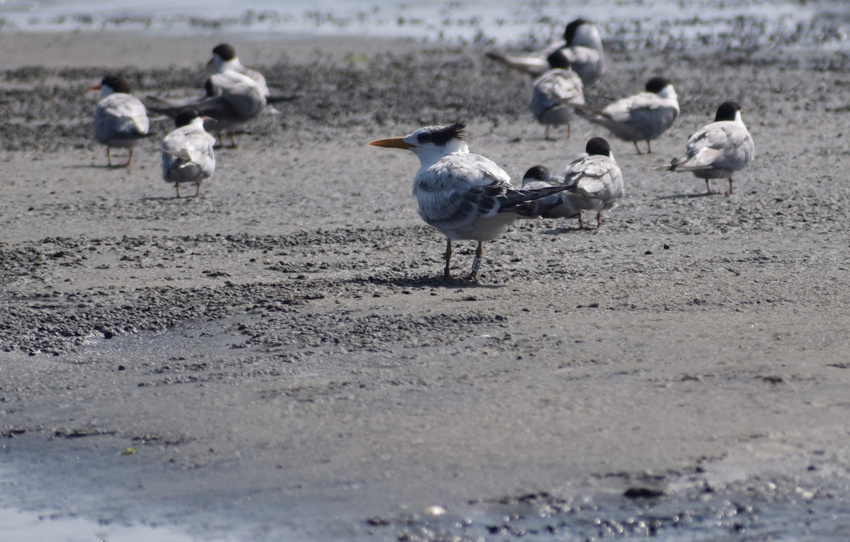 Royal Tern - ML603215461