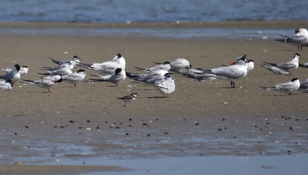 Royal Tern - ML603215491