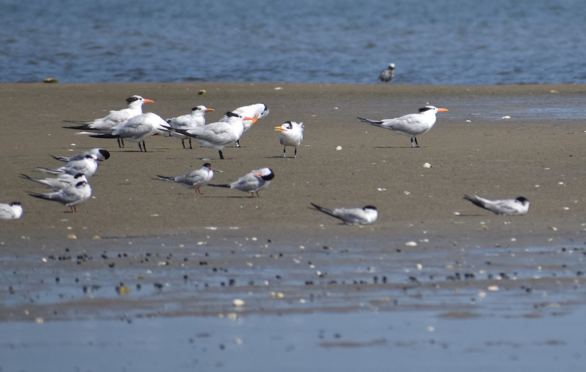 Royal Tern - ML603215591