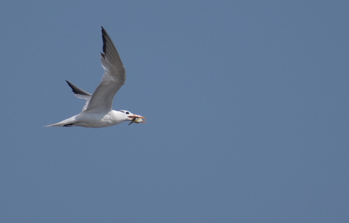 Royal Tern - Kristen Johnson