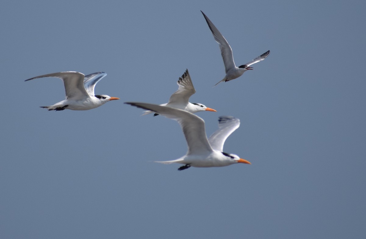 Royal Tern - ML603215691