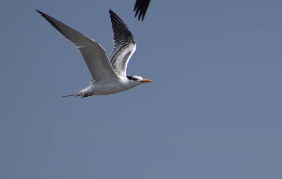 Royal Tern - Kristen Johnson