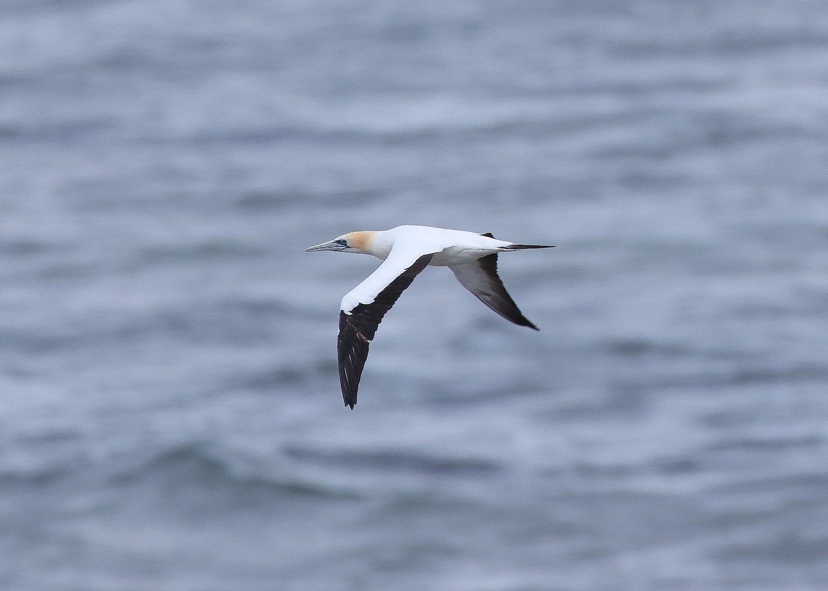 Australasian Gannet - ML603216711