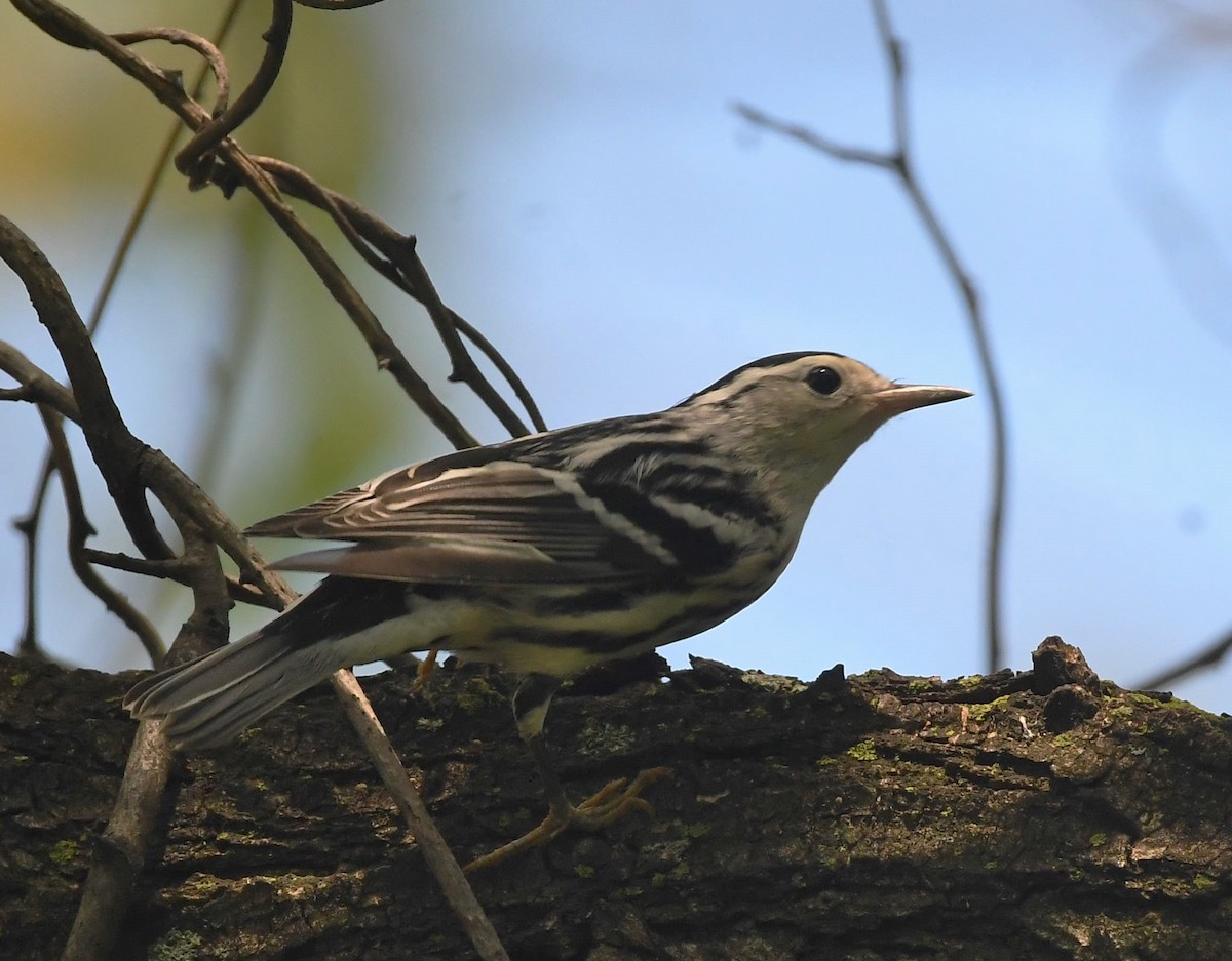 Black-and-white Warbler - ML603217041
