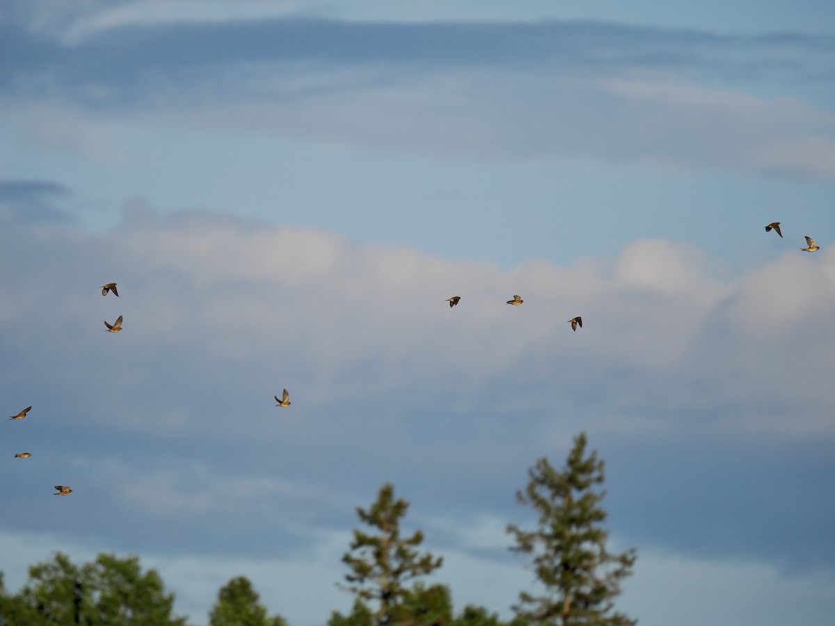 bobolink americký - ML603217491