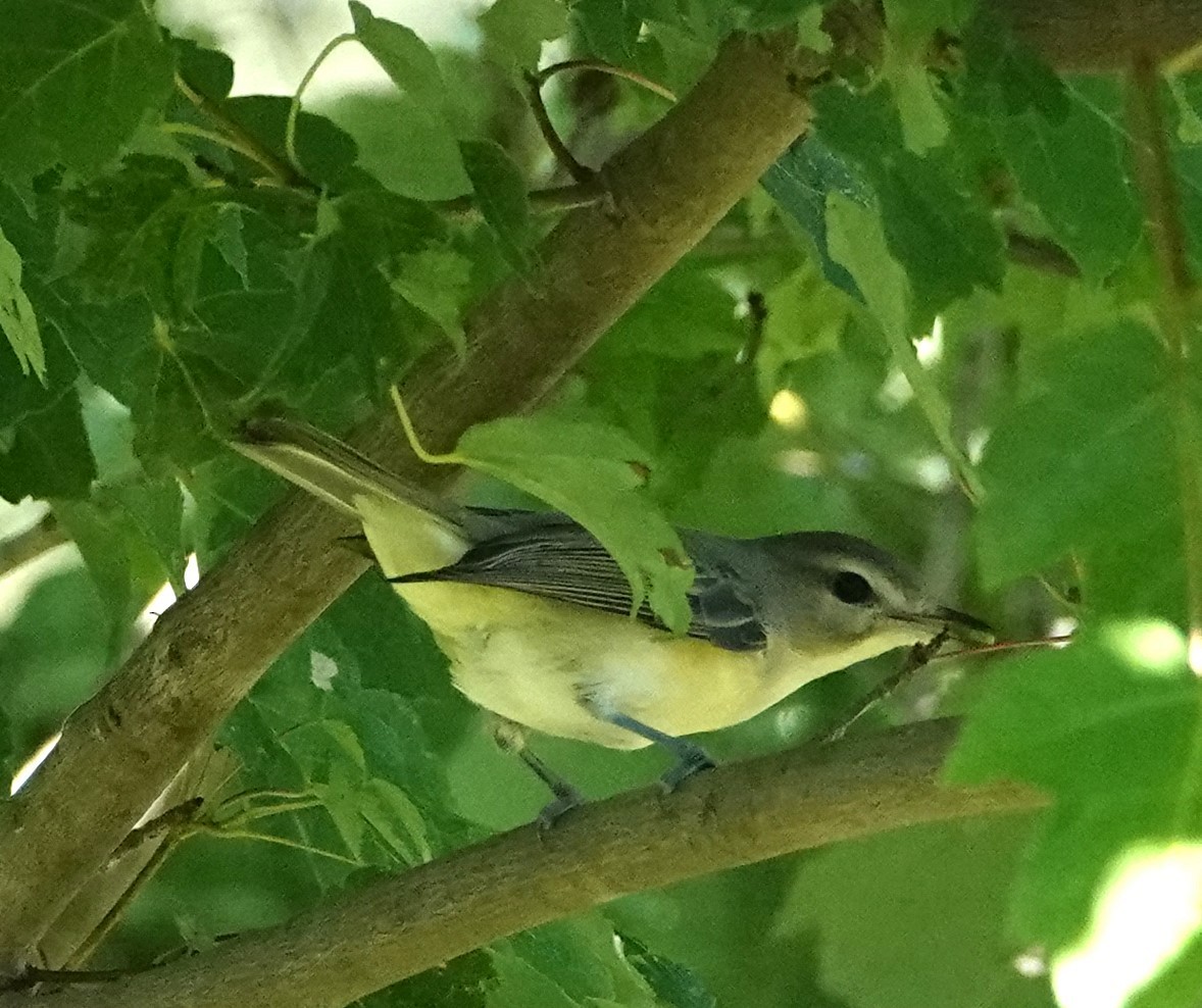 Warbling Vireo - ML603217501