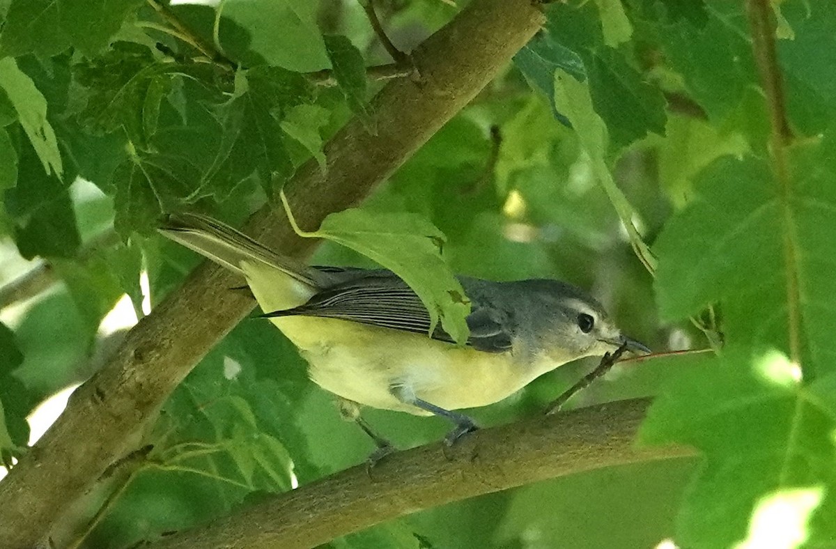 Warbling Vireo - ML603217681