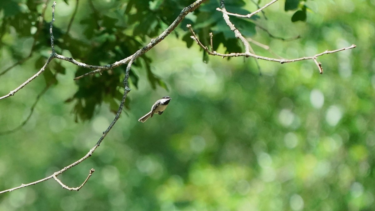 Black-capped Chickadee - ML603217731