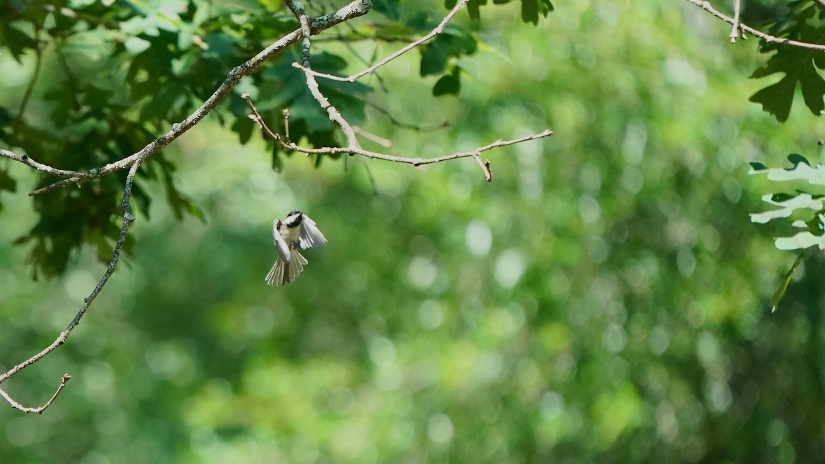 Black-capped Chickadee - ML603217761