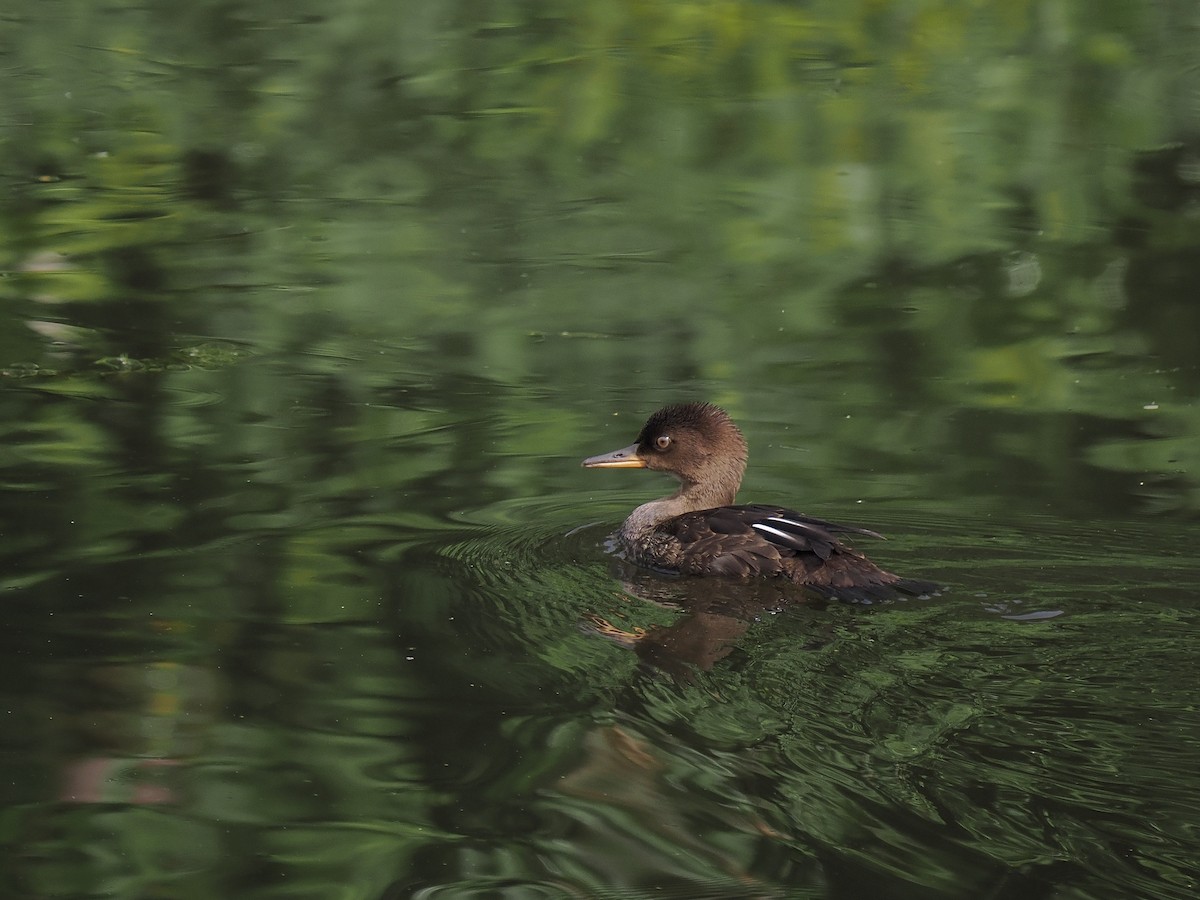 Hooded Merganser - Bruce Gates