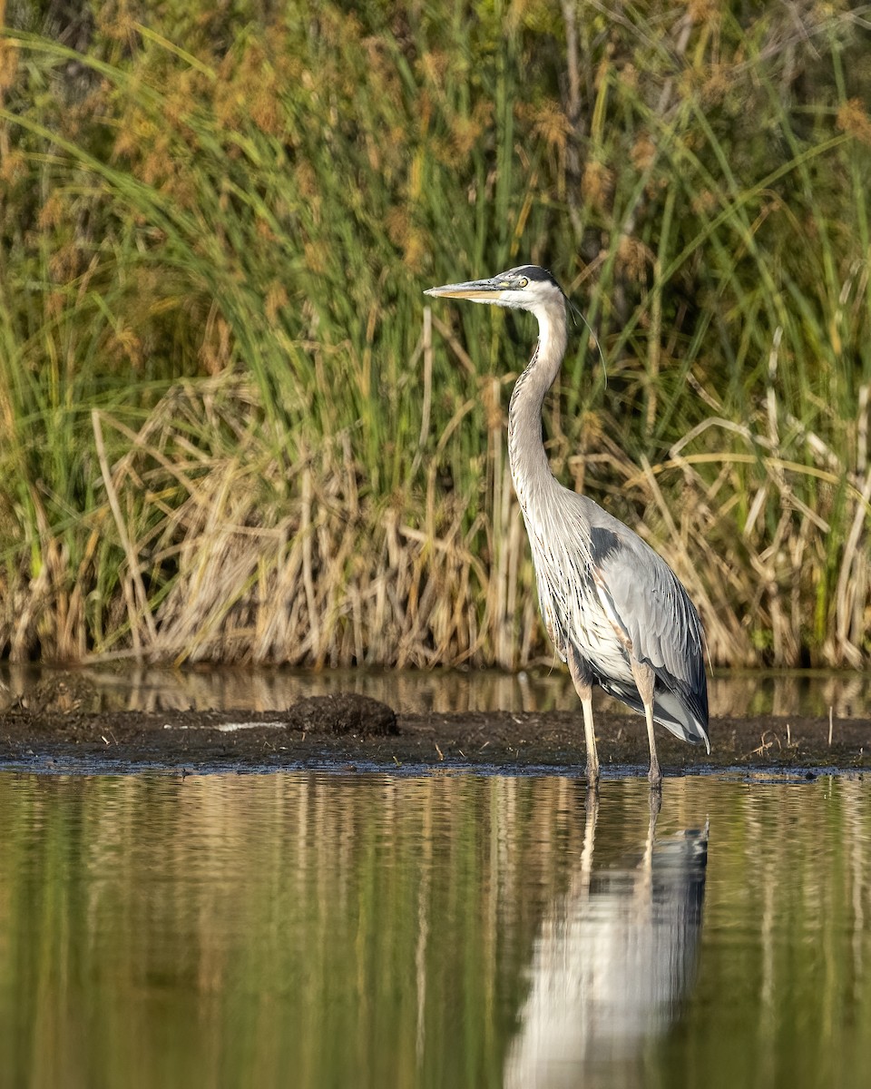 Great Blue Heron - ML603218661