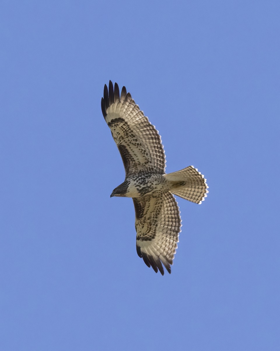 Red-tailed Hawk - ML603218791