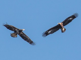 Immature (with Bald Eagle) - Golden Eagle