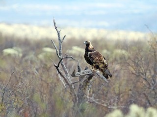 Habitat - Golden Eagle