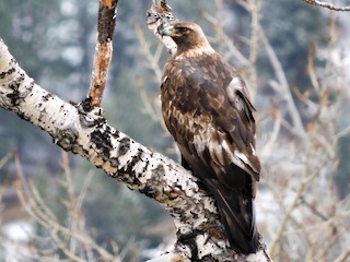 Adult - Golden Eagle