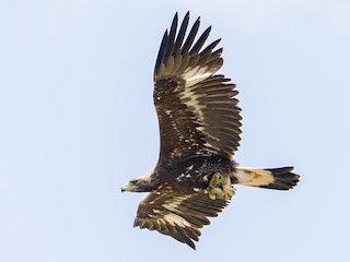 Immature - Golden Eagle