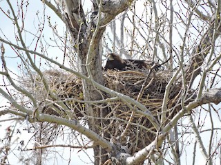 Adult - Golden Eagle
