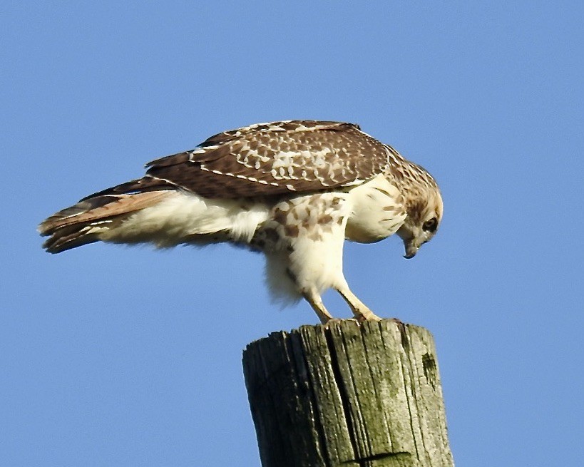 Rotschwanzbussard - ML603221951