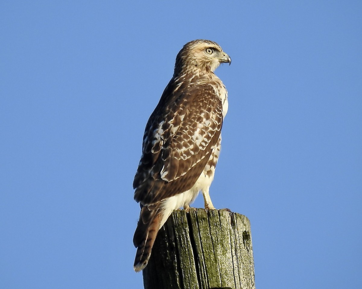 Red-tailed Hawk - ML603221961
