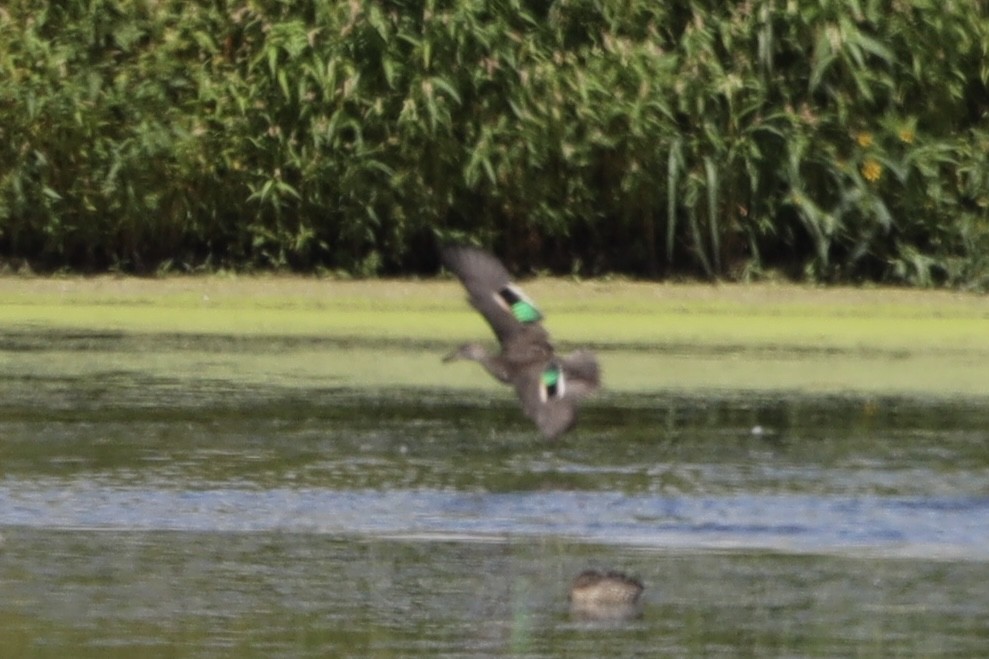 Green-winged Teal - Mike McInnis