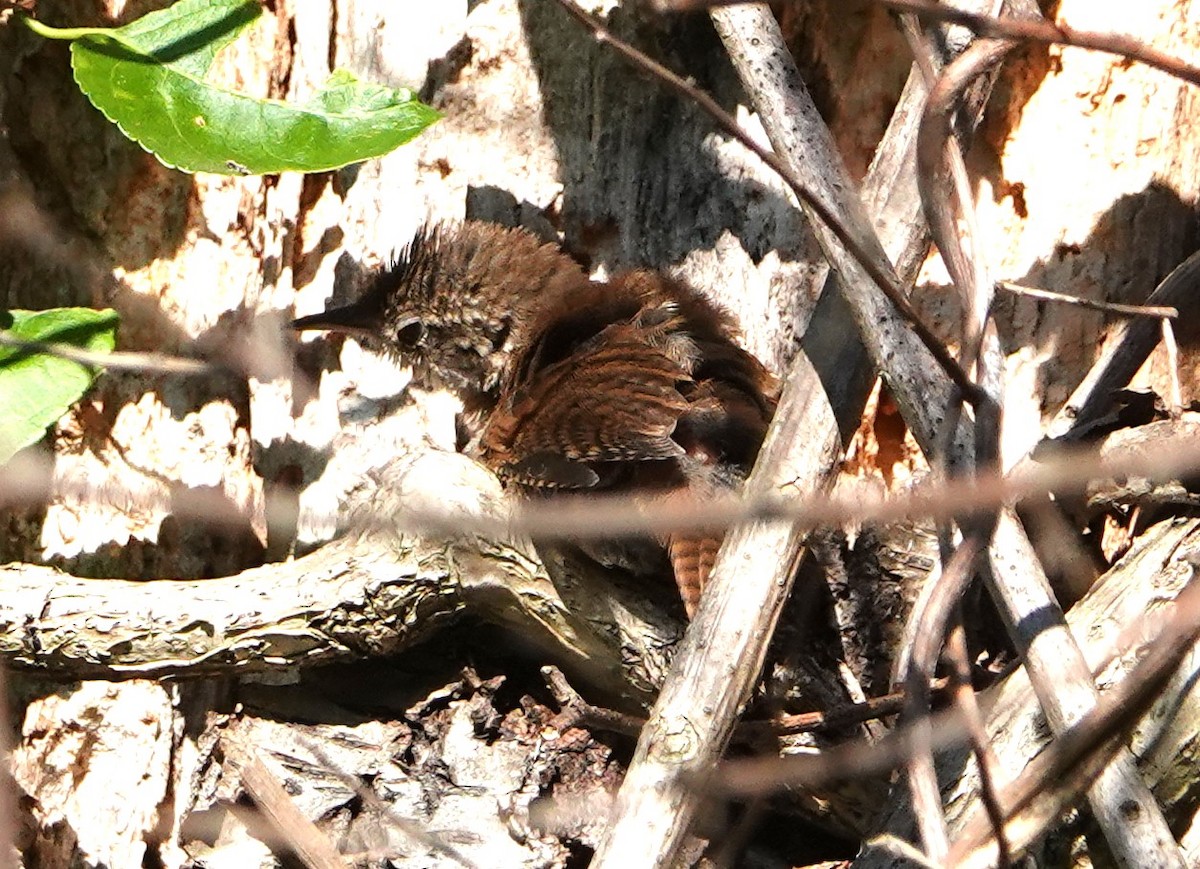 Carolina Wren - ML603225571