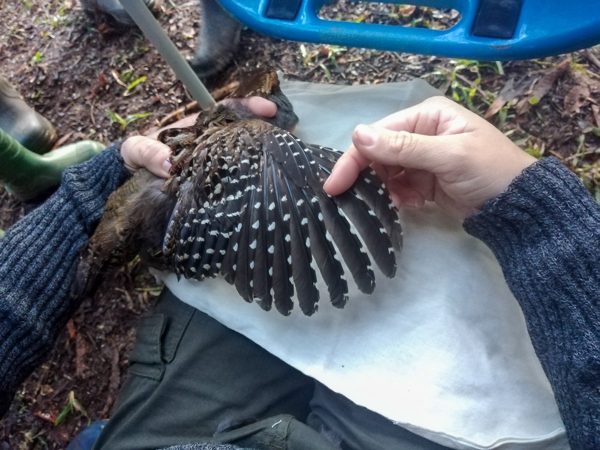 Spot-winged Wood-Quail - Pablo G. Fernández🦅