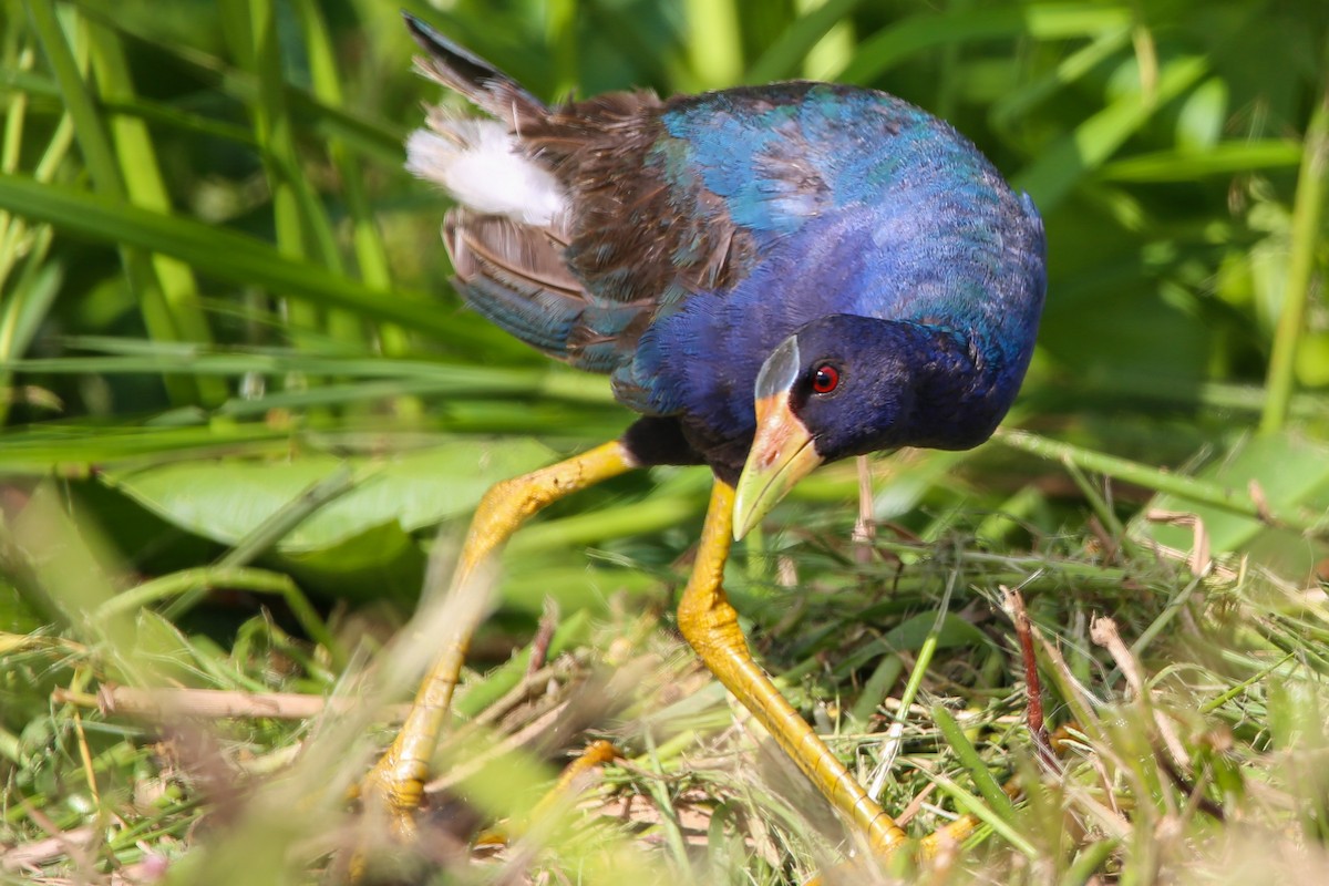 Purple Gallinule - ML603226511