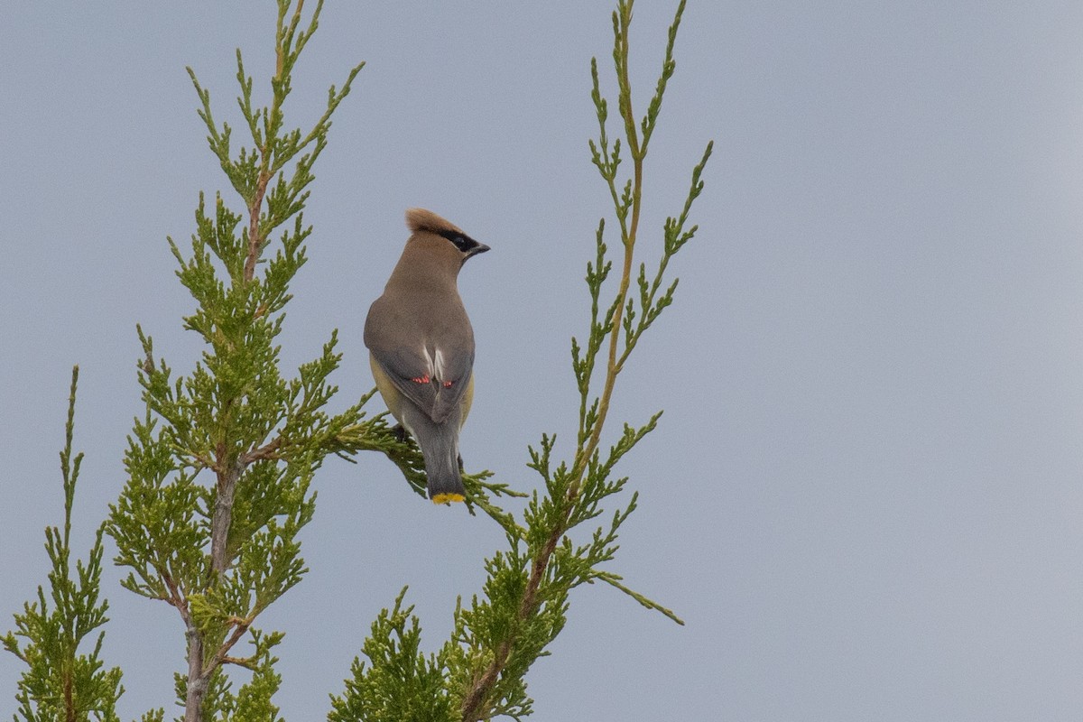 Cedar Waxwing - Christine Mason