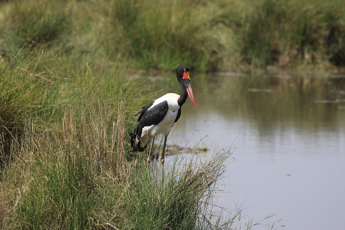 Saddle-billed Stork - ML603227151