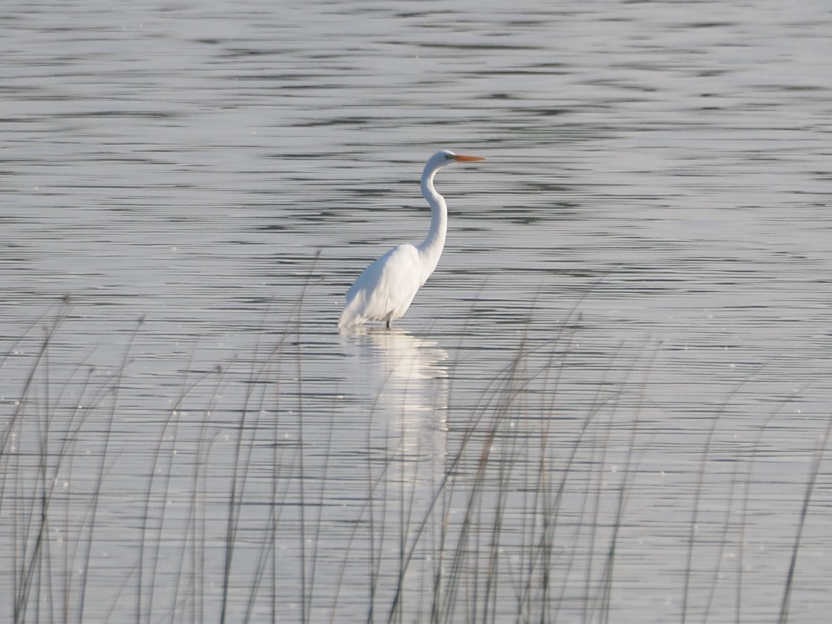 Great Egret - ML603227181