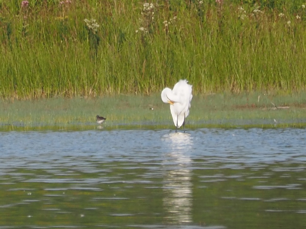 Great Egret - ML603227201