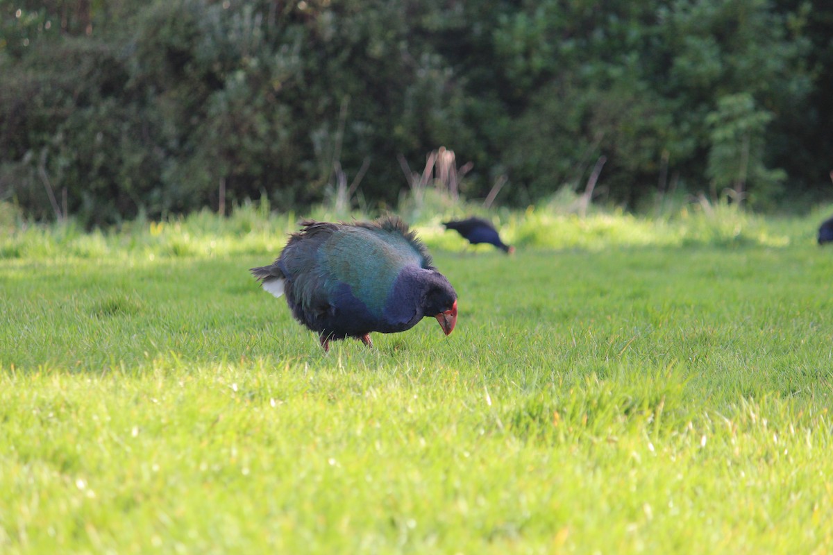 South Island Takahe - ML603227271