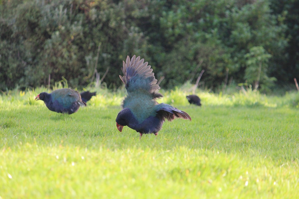 South Island Takahe - ML603227311