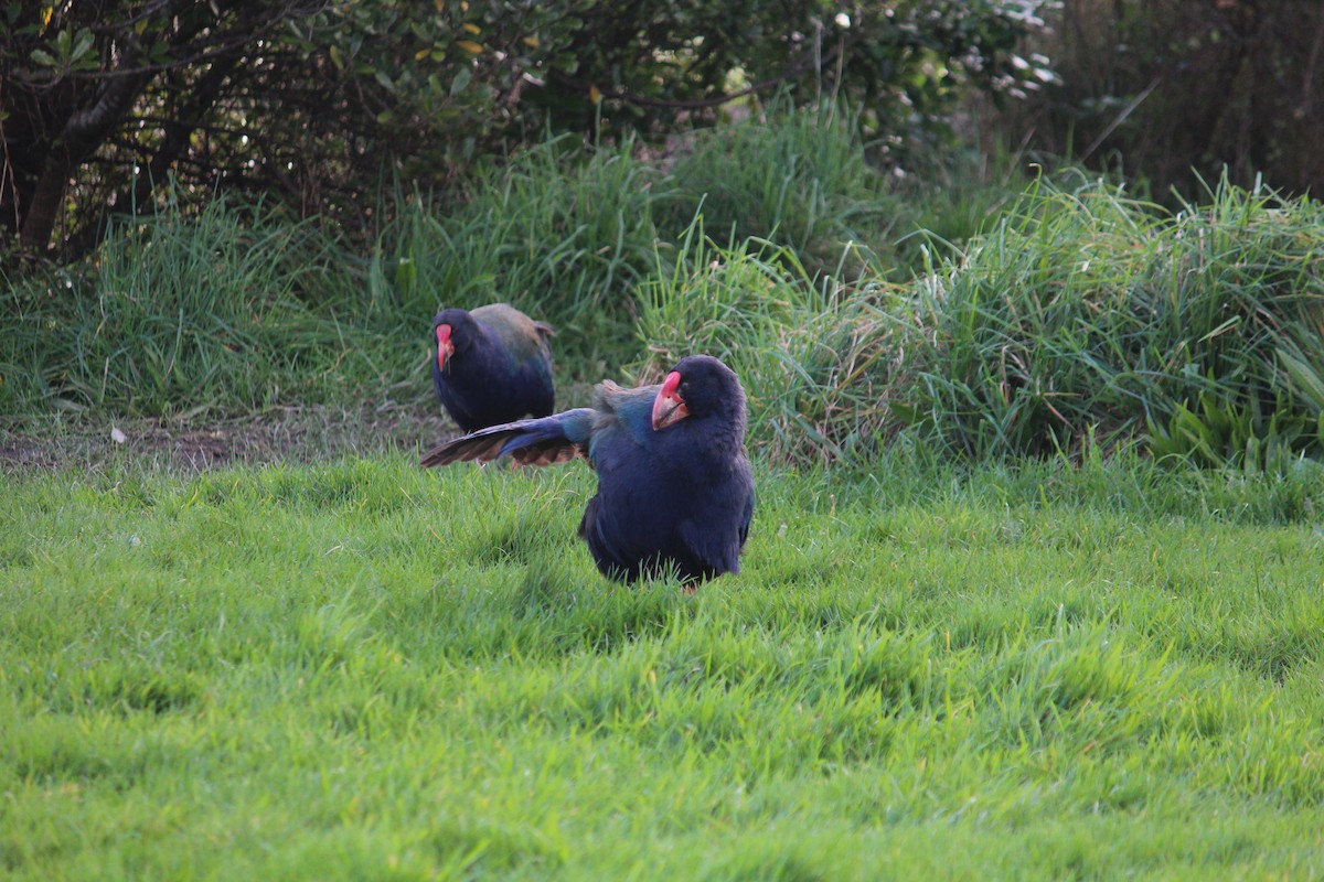 South Island Takahe - ML603227321