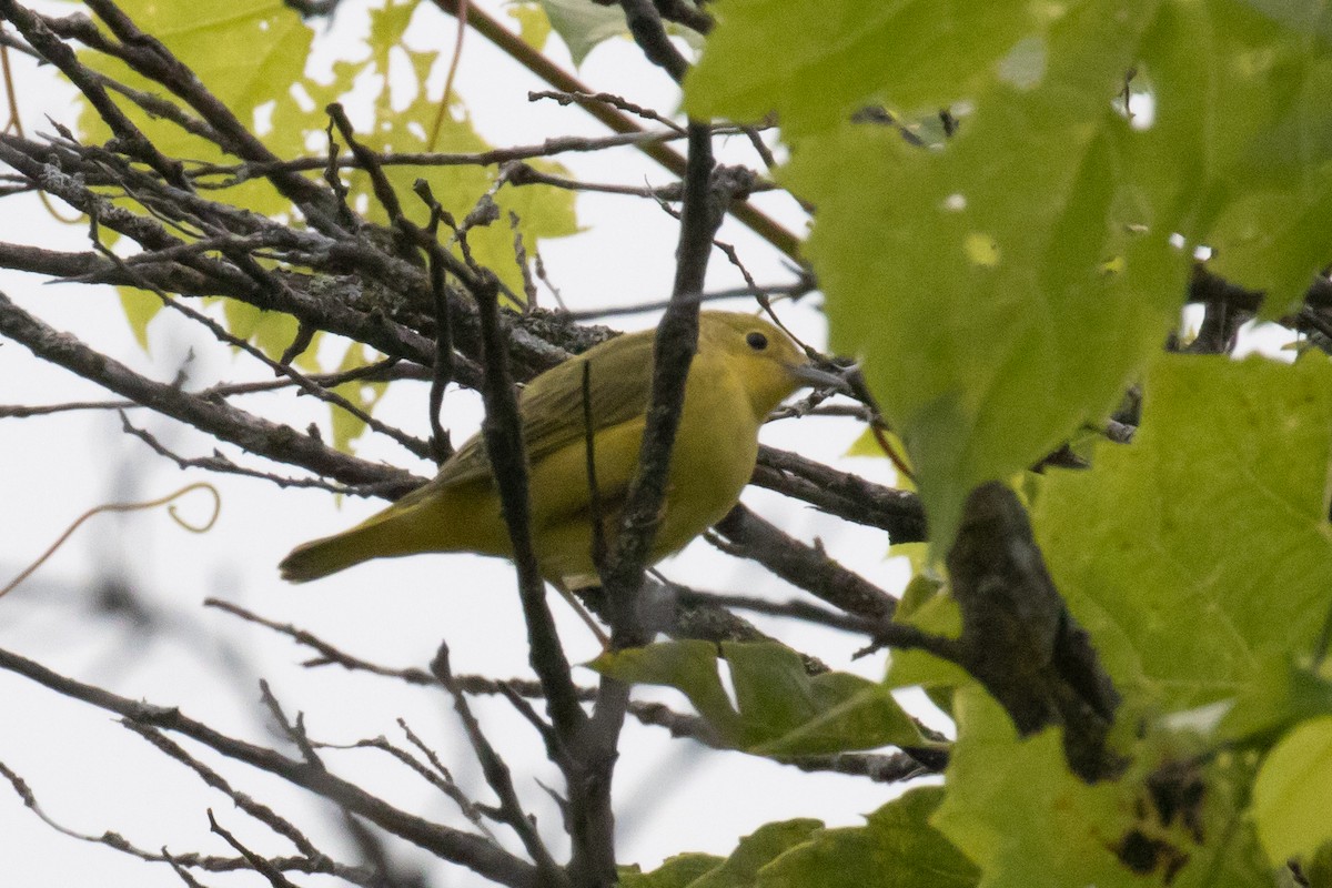 Yellow Warbler - Christine Mason