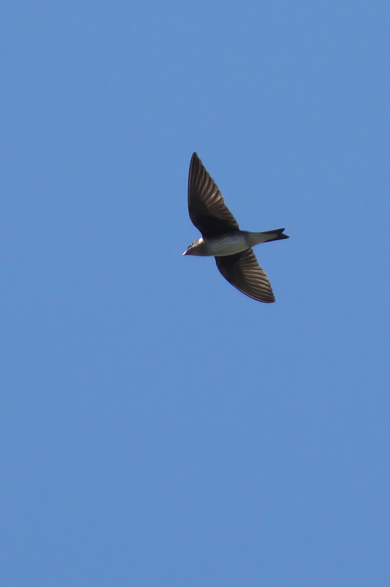 Golondrina Purpúrea - ML603227761