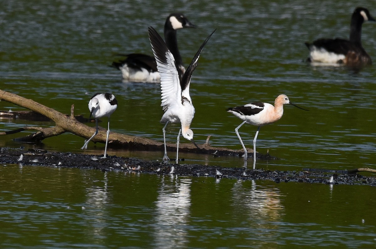 American Avocet - ML603228031