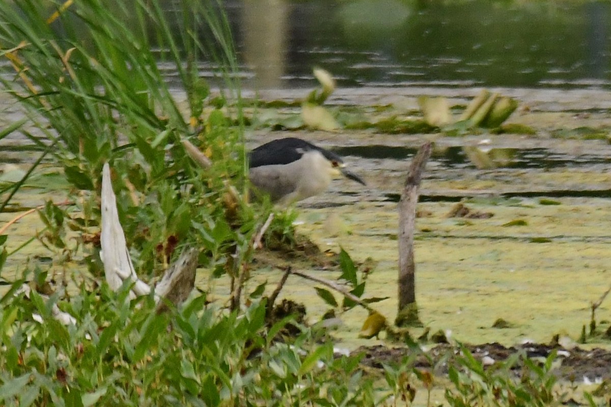 Black-crowned Night Heron - ML603228091