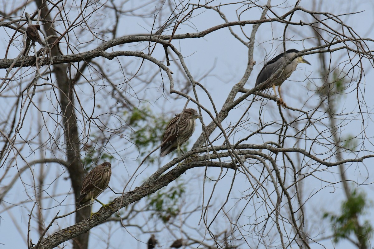 Black-crowned Night Heron - ML603228131