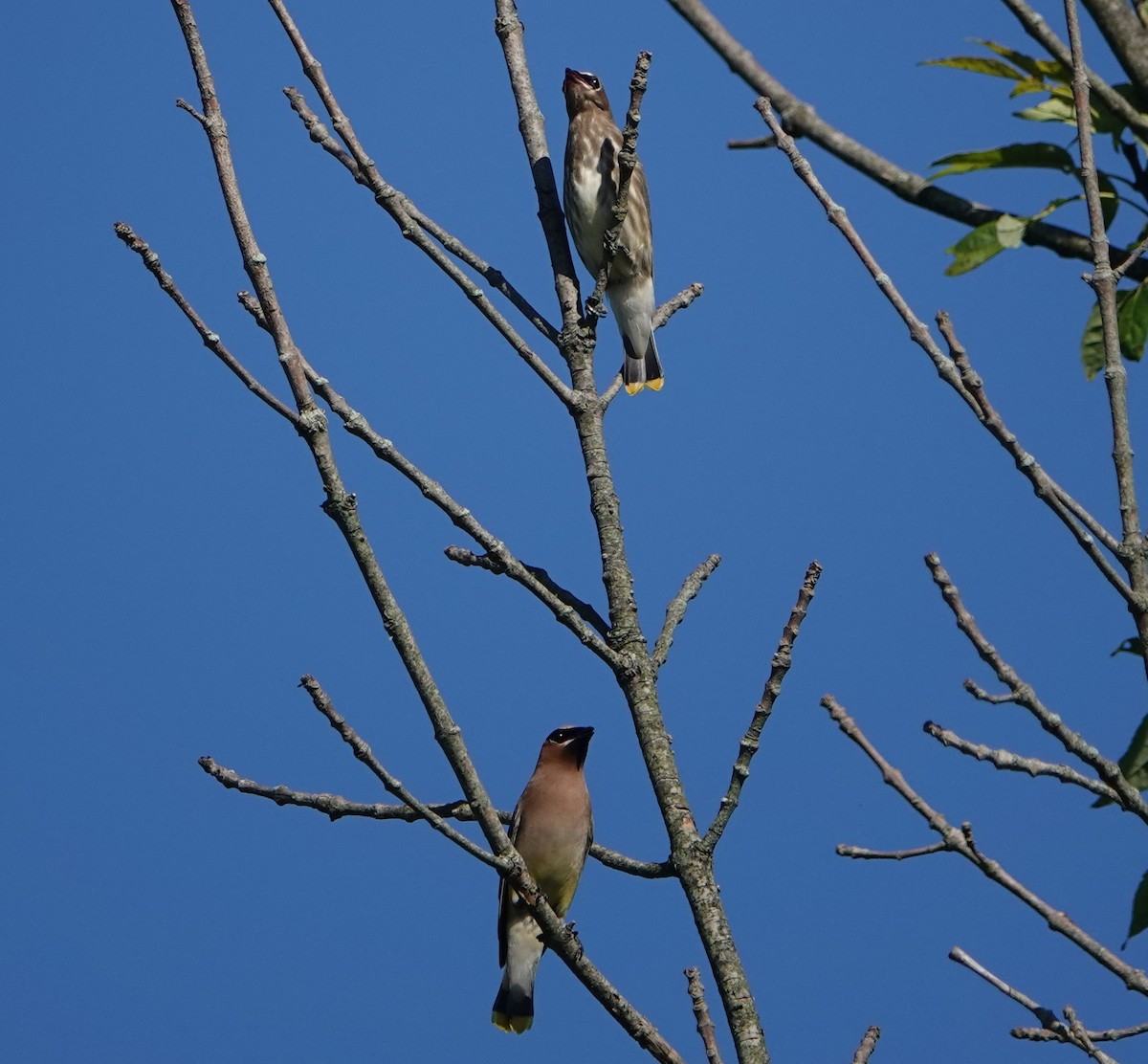 Cedar Waxwing - ML603228231