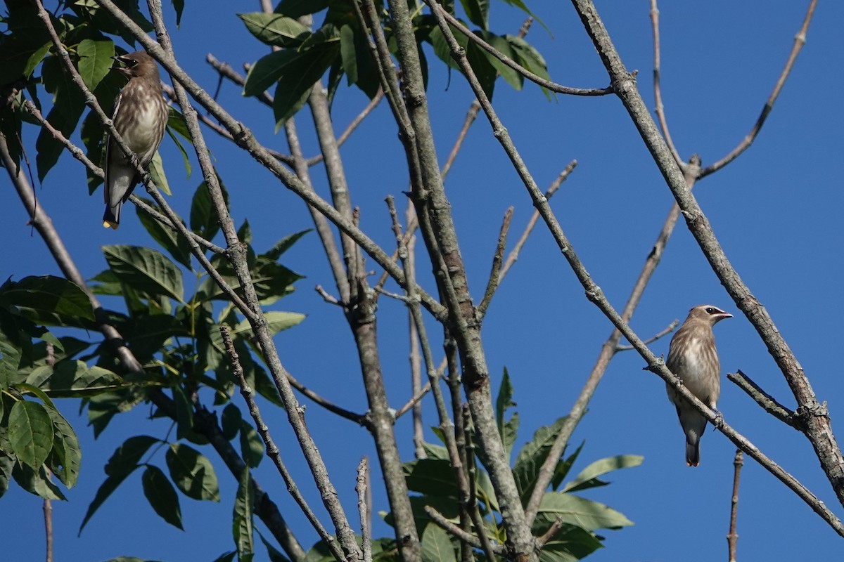 Cedar Waxwing - ML603228301