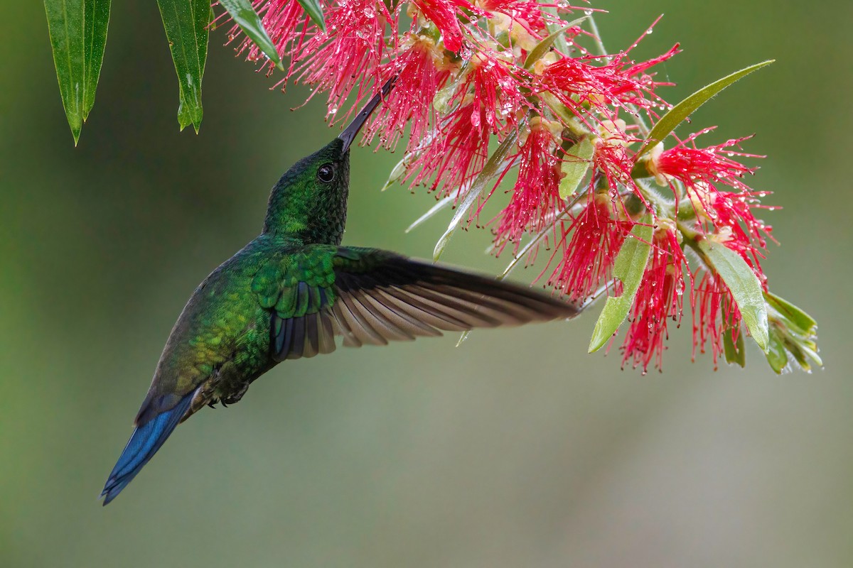 Steely-vented Hummingbird - Gloria Archilla