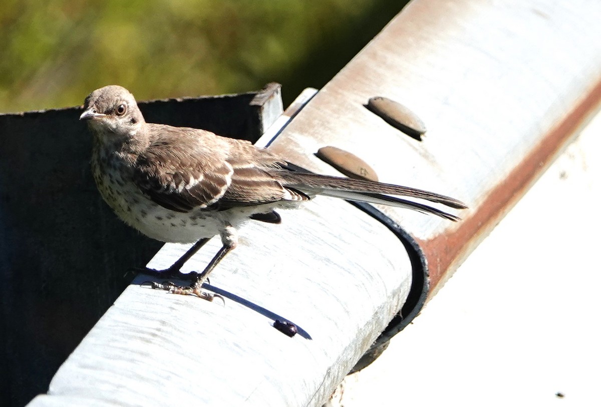 Northern Mockingbird - ML603228891