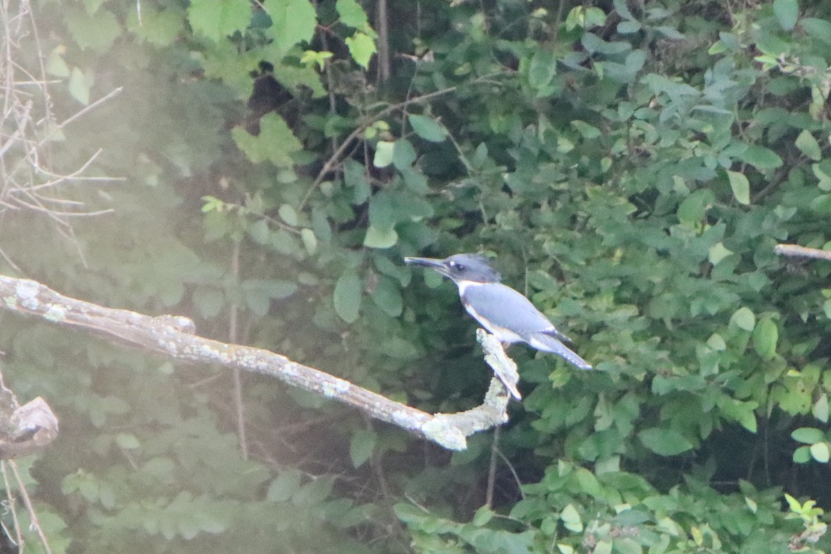Belted Kingfisher - ML603231721