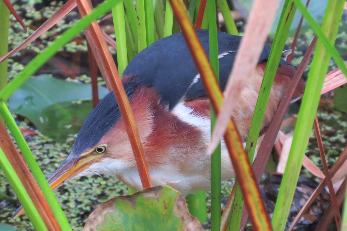 Least Bittern - ML603232241